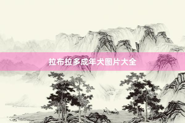 拉布拉多成年犬图片大全